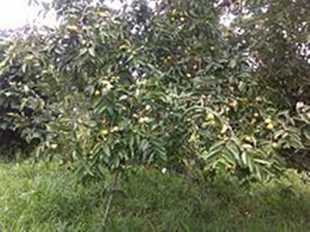 Guayaba - Psidium guajava